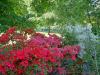 Milan (Italy): Azalea plants of various colors at Orticola 2013