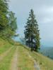 Bocchetto Sessera (Biella, Italy): Tree and panorama