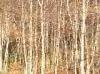Piaro (Biella, Italy): Thicket of birch trees