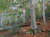 Brovello-Carpugnino (Verbano-Cusio-Ossola, Italy): Autumn woods