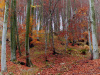Campiglia / San Paolo Cervo (Biella, Italy): Colors of the beech forest in autumn