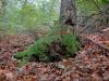 Brovello-Carpugnino (Verbano-Cusio-Ossola): Dettaglio del bosco