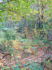 Brovello-Carpugnino (Verbano-Cusio-Ossola, Italy): Autumn woods