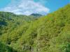 Valmosca fraction of Campiglia Cervo (Biella, Italy): Spring woods in the upper Cervo valley