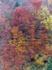 Campiglia / San Paolo Cervo (Biella): Bosco con i colori dell'autunno