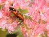 Campiglia Cervo (Biella): Probabilmente Lygaeus simulans su fiori di Sedum