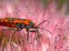 Campiglia Cervo (Biella): Probabilmente Lygaeus simulans su fiori di Sedum