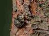 Cadrezzate (Varese, Italy): Bug on a tree branch