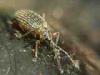 Campiglia Cervo (Biella): Probabilmente Cirrorhynchus plumipes