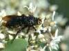 Torre San Giovanni (Lecce, Italy): Female Colpa sexmaculata