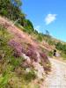 Tavigliano (Biella, Italy): Meadows with flowering heather in Bocchetto Sessera (Bielmonte)