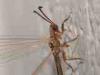 Taviano (Lecce): Adulto di Myrmeleontidae (formica leone)