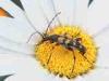 Campiglia Cervo (Biella): Cerambicide (Strangalia maculata ?) su fiore