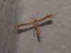 Taviano (Lecce): Pterophoridae (piccola farfalla)