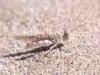 Baia Verde fraction of Gallipoli (Lecce, Italy): Sand grashopper