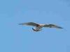 Cattolica (Rimini, Italy): Young flying seagull