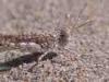 Baia Verde fraction of Gallipoli (Lecce, Italy): Sand grashopper