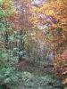 Biella, Italy: Autumn woods above the Sanctuary of Oropa