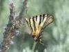 Corfù (Grecia): Farfalla (Papilio machaon)