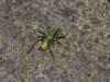 Korfu (Greece): Grashopper (unknown species)