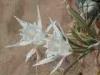 Korfu (Greece): White lilium on a beache in Korfu