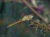 Campiglia Cervo (Biella, Italy): Dragonfly Sympetrum fonscolombii