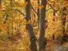 Panoramic Road Zegna (Biella, Italy): Autumn woods at Zegna Panoramic Road