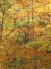 Panoramica Zegna (Biella): Colori del bosco in autunno