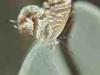 Milan (Italy): Butterfly on succulent plant