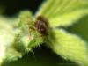 Cadrezzate (Varese, Italy): Portrait of an elateride beetle