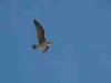 Ventimiglia (Imperia, Italy): Young silver gull in flight