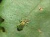 Cadrezzate (Varese): Curculionide del genere
Phyllobius
