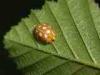 Cadrezzate (Varese): Coleottero coccinellide Halyzia sedecimguttata