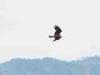 Lenno (Como, Italy): Black Kite in flight