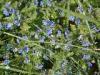 Zavatterello (Pavia): Fiori primaverili blu