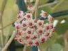 Milan (Italy): Hoya flowers