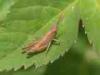 Campiglia Cervo (Biella, Italy): Young grashopper of unidentified species