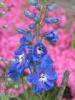 Campiglia Cervo (Biella, Italy): Delphinium flowers