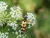 Campiglia Cervo (Biella, Italy): Spotted longhorn beetle (Strangalia maculata) (?)