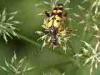 Campiglia Cervo (Biella): Coleottero cerambicide (Strangalia maculata ?)