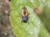 Cadrezzate (Varese, Italy): Probably larva of crysomelide beetle of not with certainty identified species (see other picture)