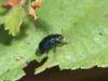 Cadrezzate (Varese, Italy): Crysomelide beetle of not with certainty identified species