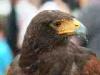 Milan (Italy): Harris's Hawk