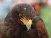 Milan (Italy): Harris's Hawk