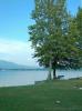 Cadrezzate (Varese, Italy): Tree before Lake Monate