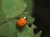 Cadrezzate (Varese, Italy): Coccinella septempuntata