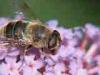 Cadrezzate (Varese, Italy): Eristalis tenax (probably)