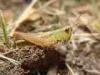 Campiglia Cervo (Biella, Italy): Young grasshopper