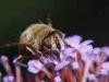 Cadrezzate (Varese): Eristalis tenax (probabilmente)