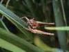 Campiglia Cervo (Biella, Italy): Grasshopper